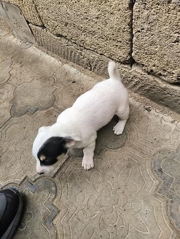 ağ afcarka: Zvonok, 2 ay, Erkek, Ünvandan götürmə — 8