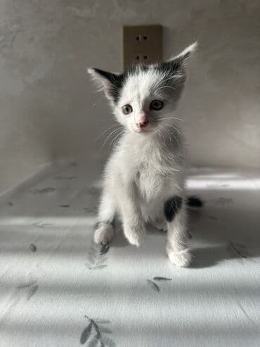 где можно купить котенка: Yaxşı əllərə — 3