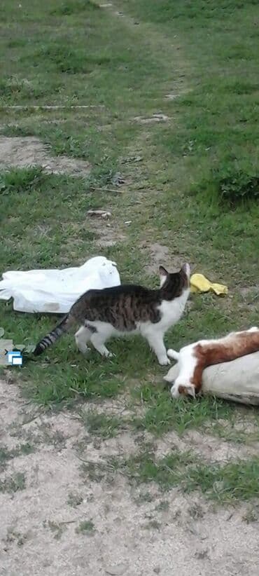 Другие животные: Самец, В добрые руки, Бесплатная доставка — 5