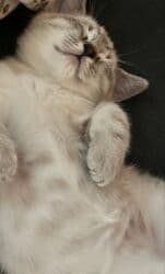 İtlər: Dişi, Yaxşı əllərə, Ödənişli çatdırılma — 2