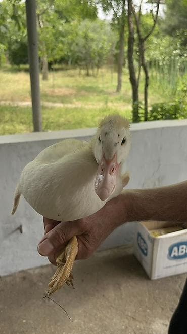 disi at: Muscovy (hind) ördək balası - Cins: Muscovy/hind ördəyi - Rəng: ağ — 5