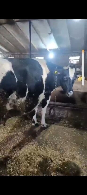 Digər kənd təsərrüfatı heyvanları: Salam aleykum super 2 dene iney diler cüt 6400 diyilir razılaşmaq olar — 8