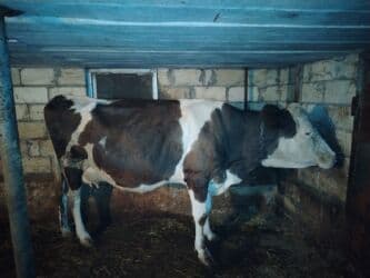 inekler ucar: ⭐ Smental melezi ⭐ 2 aylıq süni mayalanmadan boğaz ⭐ Günlük 12 litr — 4