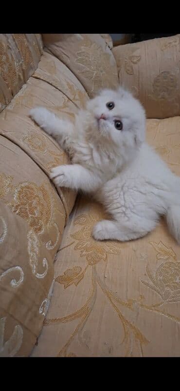 pişik siam: Şinşilla, Erkək — 2