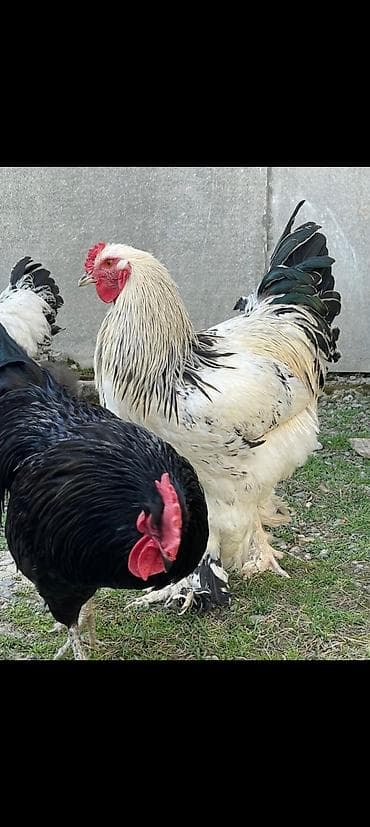 Зоотовары: Australop xoruz 2 yaşn icindedi sağlam heyvandır — 5