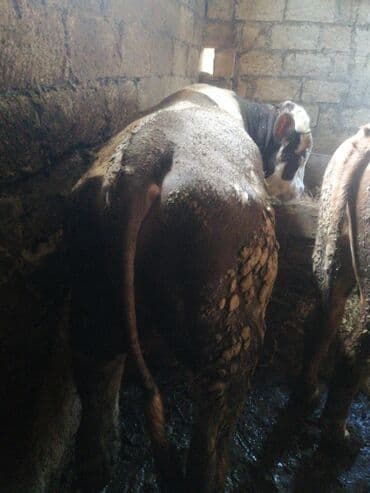 it adları erkek: Ətlik dana — 2