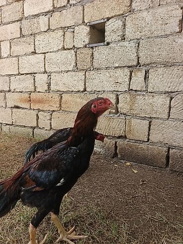 dağ toyuğu: Toyuq cücələri, Damazlıq, Ünvandan götürmə, Ödənişli çatdırılma — 10