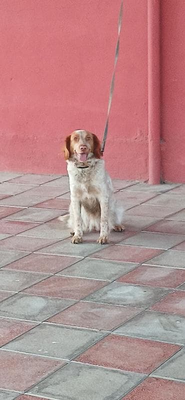 mini itlər: Koker spaniyel, 10 ay, Dişi — 7
