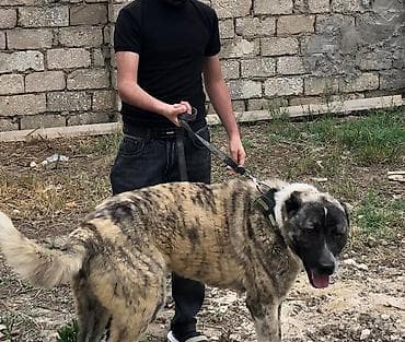 İtlər: Salam qurdbasar itidir ite söz ola bilmez köçle bağlı təcili olaraq — 5