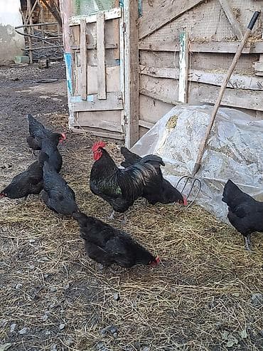 heyrati yumurtasi satilir: Avstralorp yumurtasi satilir 45 eded var.qiymet 1 azn unvan — 4