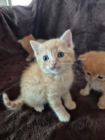 cuce satisi 2019: Şinşilla, Erkək, Yaxşı əllərə, Ödənişli çatdırılma — 5