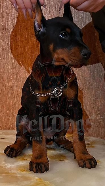 satilan itler: Doberman, Sənədli — 2