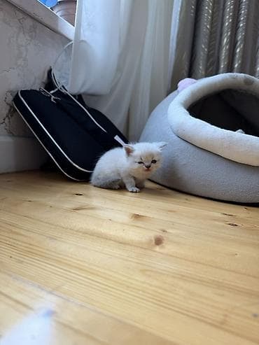 ördək balası haqqında məlumat: Britan — 7