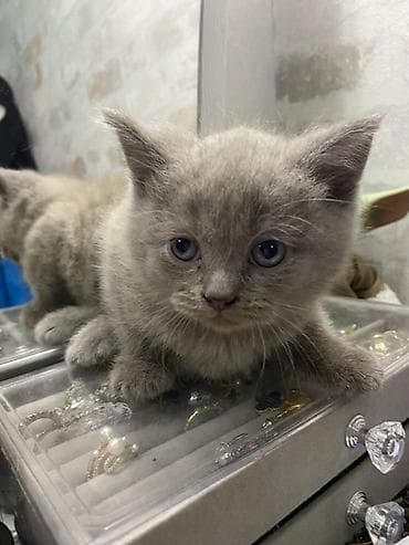 baliq yemi: Britan, Erkək, Yaxşı əllərə, Ünvandan götürmə, Ödənişli çatdırılma — 3