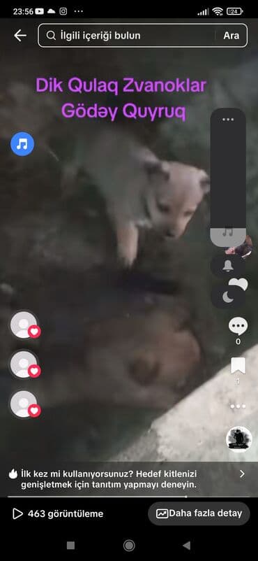 tap az heyvanlar: Zvonok — 4