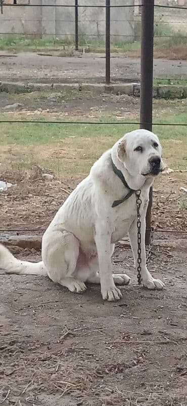 it davası: Alabay, 10 ay, Erkek, Peyvəndli, Pulsuz çatdırılma — 7