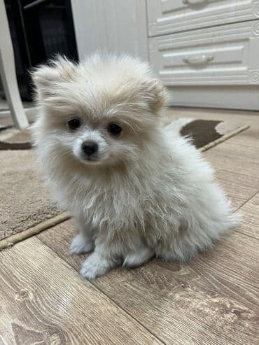 сколько стоит щенок акита ину: Шпиц, Самец — 4