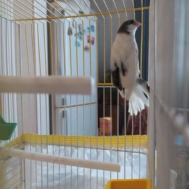 hint bülbülü: Bulbul -kanareyka 1.5 yash erkek oxuyur qəfəs və aksesuarlar üstündə — 2