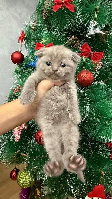 Птицы: Шотландская, Самец, Самка, В добрые руки, Самовывоз, Бесплатная доставка, Платная доставка — 3