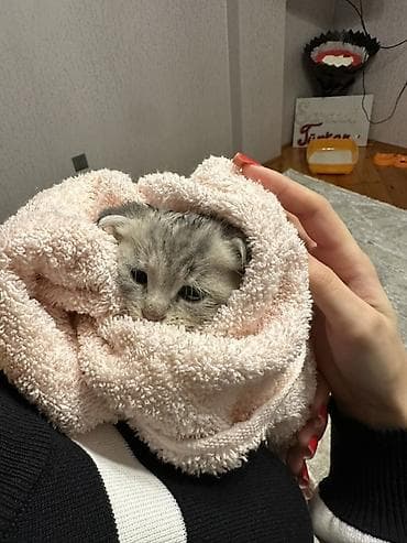 qurd basan: Şotland — 3