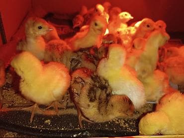 ev yumurtası: Hinduşka yumurtası və cücələri 30 ədəd var .Hazrda. Məhsul təsviri: - — 3