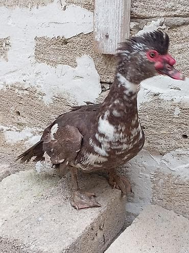 hinduska kanada: Əssalım əleykum əvvəla Allahın salamı olsun hər kəsə 5 ədəd 1 illiyi — 8