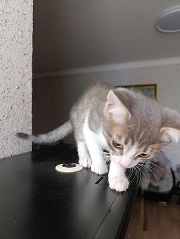 В добрые руки . две девочки и два мальчика — 3