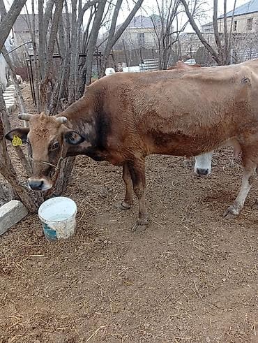heyvan evləri: Simental tipli iki baş inək və buzovlu inək paketi. - Rəng — 1