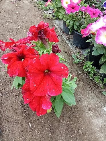 Petuniya (Petunia) qablarda – müxtəlif rənglər - Rəng çeşidləri: tünd
