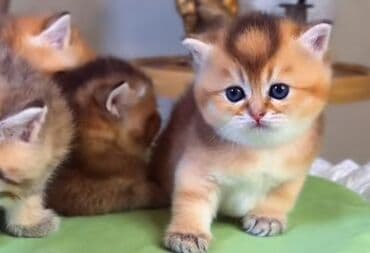 pişik tualet: Britan, Erkək, Yaxşı əllərə, Ünvandan götürmə — 1