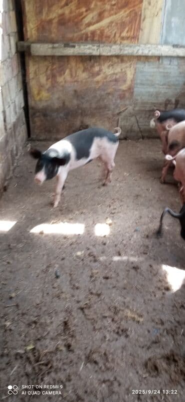 donuz balası: Məhsul: Donuz balaları (qara-ağ ləkəli ki və qara rəngli) - Saxlanma — 2