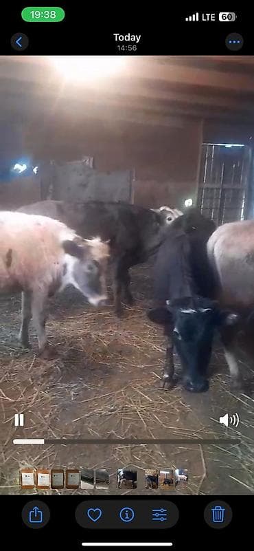 cins buzov: Satılır: danalar 11baw 2ekey 9diwi reyal alan vatsapda yazsin — 4