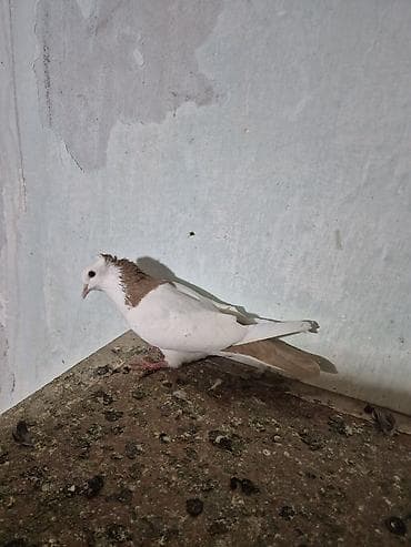 dərzi quşu: Sarı boynu güllü ərkey sarı quyruğ satılır desdə deyil qızğın ərkeydi — 3