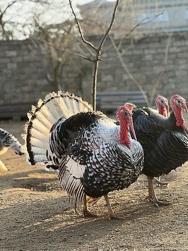 yumurta hinduşka: Erkək, Damazlıq, Ödənişli çatdırılma — 7