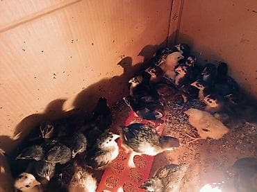 Təsvir:AvstraLop cücələri və yumurtası satılır - Fotoşəkillərdə təsvir