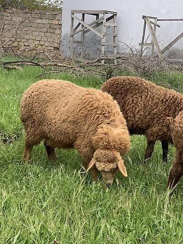 arı ailesi satilir: Qoyunlar – ət və yun istiqamətli Məhsul təsviri: - Şəkillərdəki kimi — 3