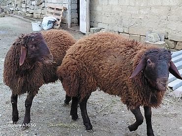 Eşşəklər: Quzu, Erkək, Qala, ay: 1, Damazlıq — 4