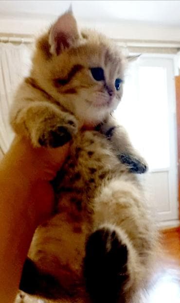 Britan, Erkək, Yaxşı əllərə, Ünvandan götürmə