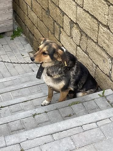 atım qurğu: İt oz itimdi cox akdiv itdir peyvendi vaxdi vaxdinda vurulur qiymet — 2