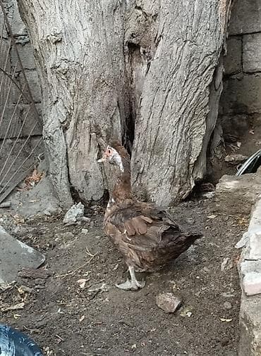 Heyvanlar: Dişi, | Lal ördək, Yumurtalıq, Ünvandan götürmə, Ödənişli çatdırılma — 2