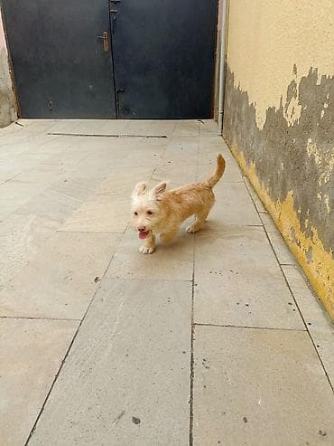 zvanok it satilir: 4 ay, Erkek — 2