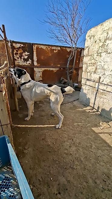 en iri it cinsi: Alabay — 2