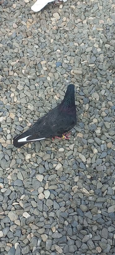 göyercin yuvası: Məhsul: Qüvvətli uçuş və baxımlı görünüşə malik ev göyərçinləri — 8