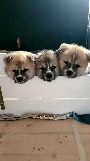 собака звонок: Акита-ину — 3