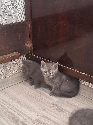 pişik yemeyi: Boz rəngli pişik balaları - Növ: Ev pişiyi (qısatüklü) - Rəng — 3