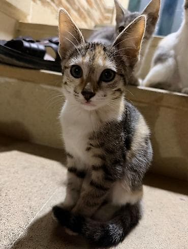 Tabbi, Yaxşı əllərə