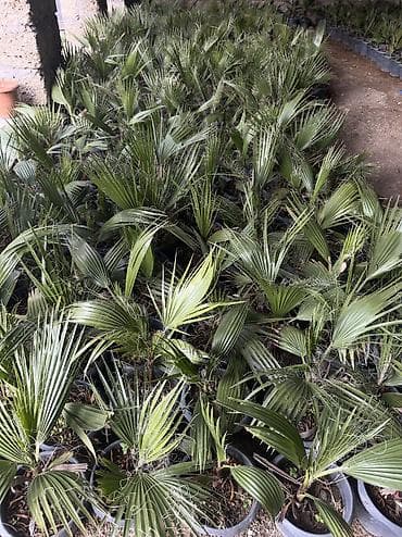 tradeskansiya bitkisi: FİNİK palması ( tropikal ) xaricdən gəlib 700 - 800 dənədi. Cox sayda — 4