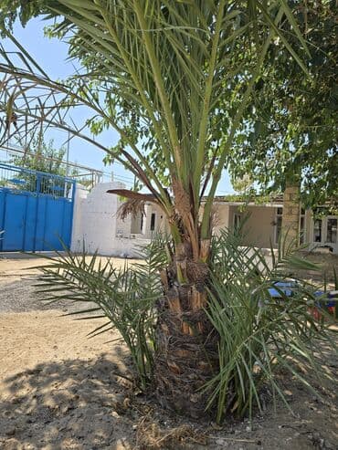 palma agaci satilir: Xurma palması (Phoenix dactylifera) - Bağ və həyət üçün dekorativ — 2