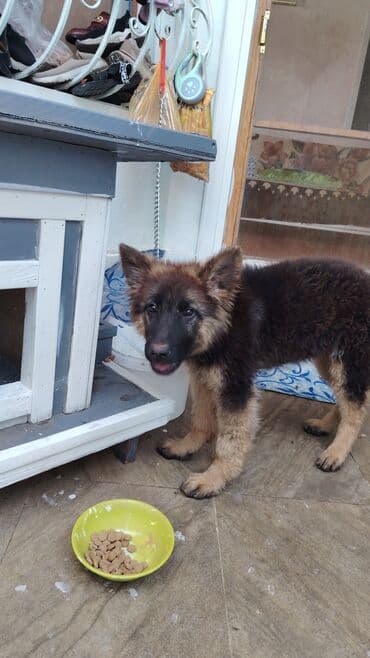 it yuvası: Taxta it evi – açıq havaya uyğun - Material: ağac konstruksiya — 2