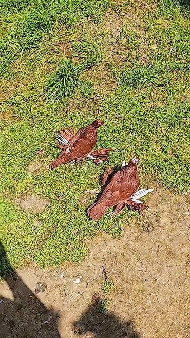 en ucuz uce: Cüt dekorativ göyərçin - Növ: dekorativ, lələkli pəncəli (ayaqları — 3